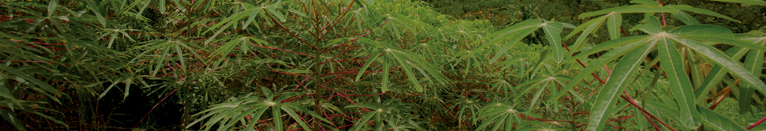 Fifth slide Cassava Observatory