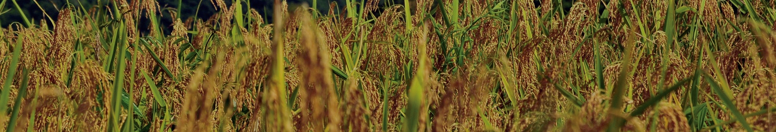 Second slide Rice Observatory