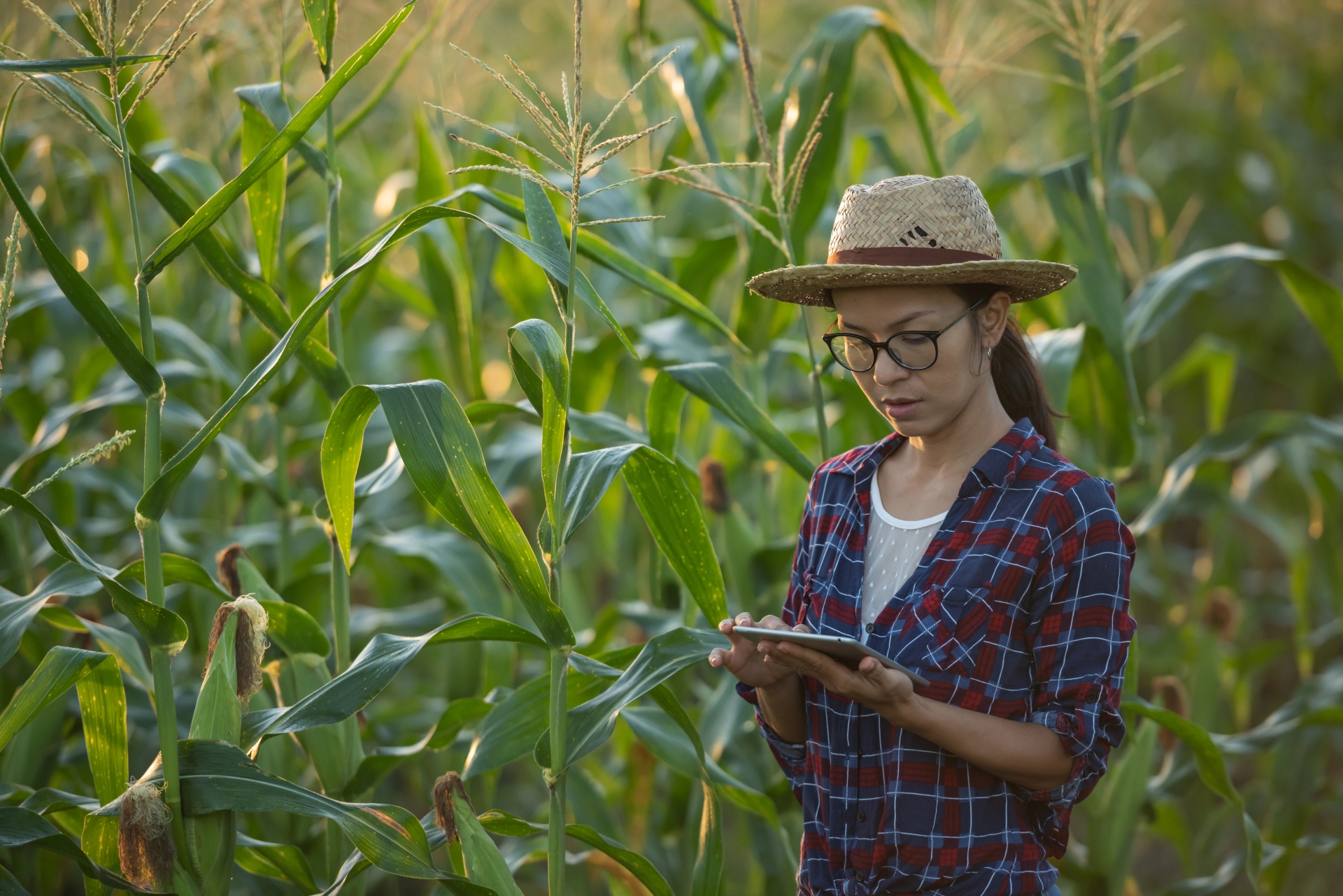Context slide Maize Observatory