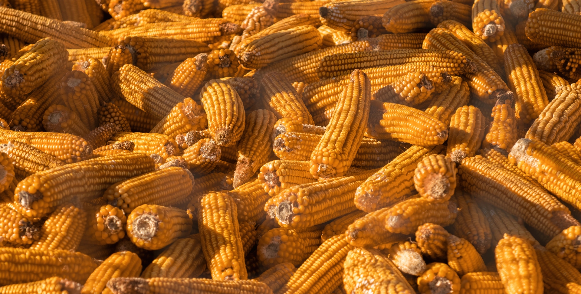 Production slide Maize Observatory