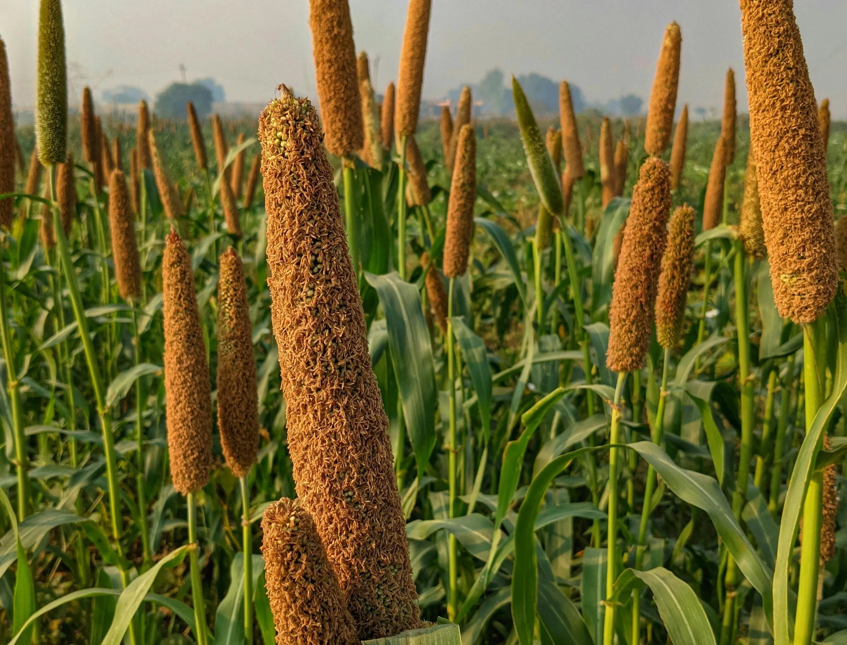 Context slide Maize Observatory
