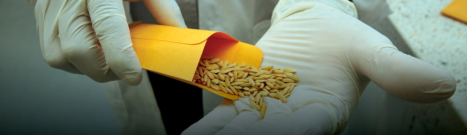 Grain quality slide Rice Observatory
