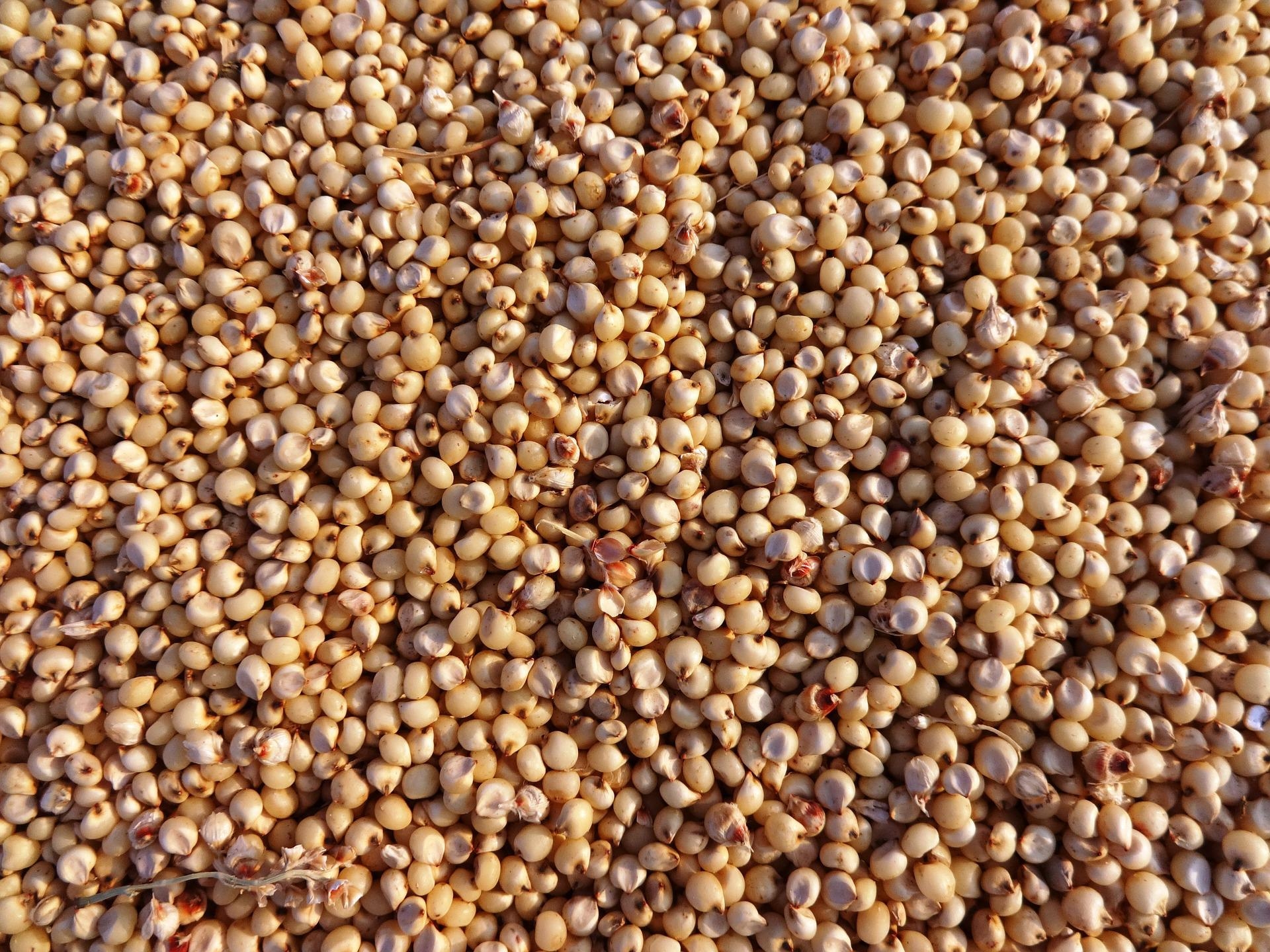 Consumption slide Wheat Observatory