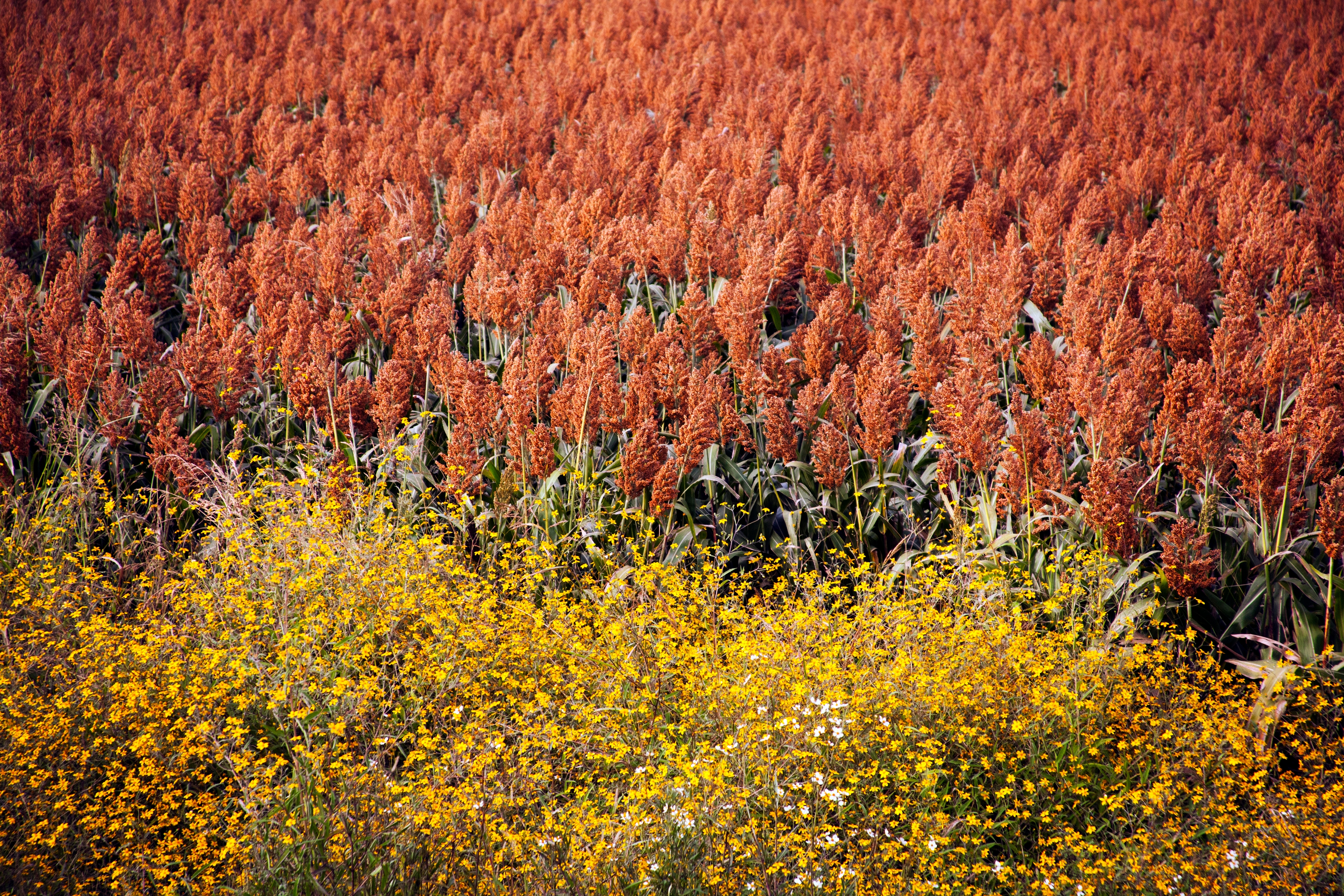 Production slide Wheat Observatory