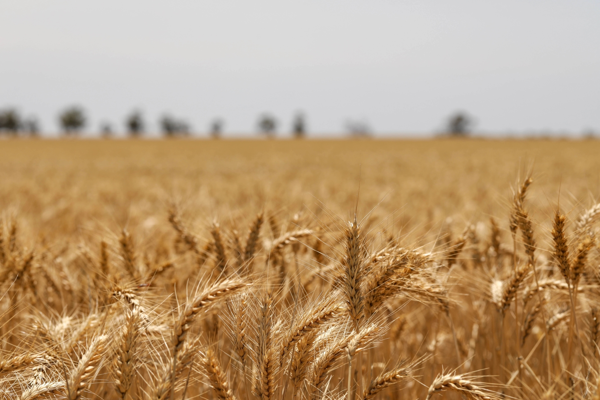 Context slide Wheat Observatory