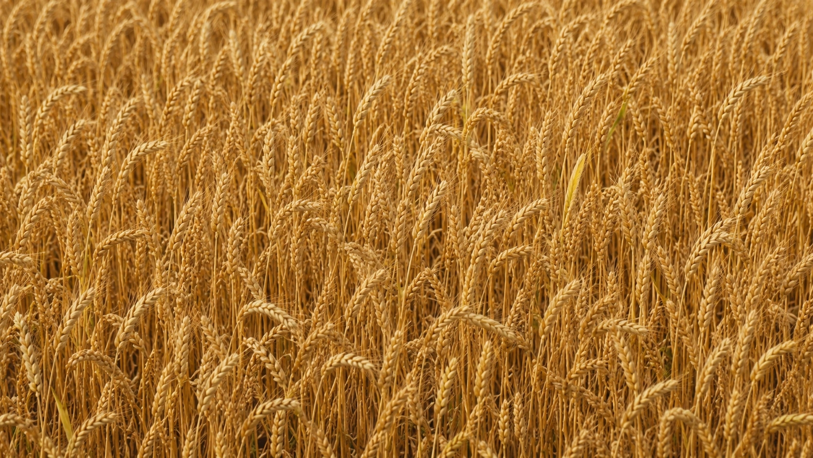 Tenth slide Wheat Observatory